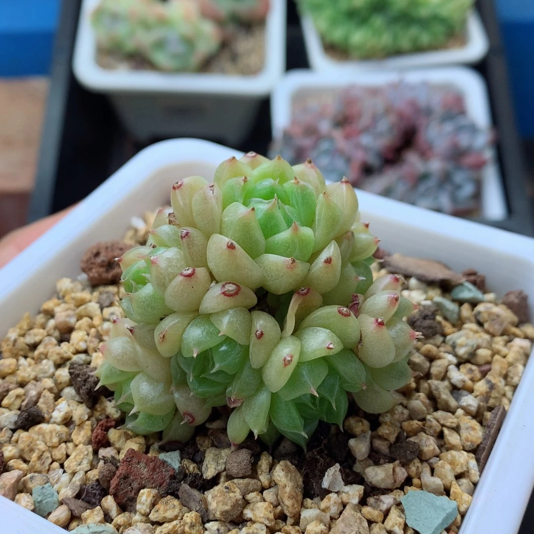 58包邮  群生不包整扶苏麦秆群2