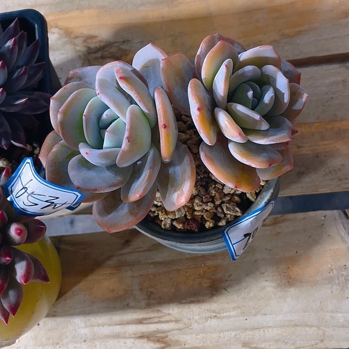 成***司谢谢你的支持00000020