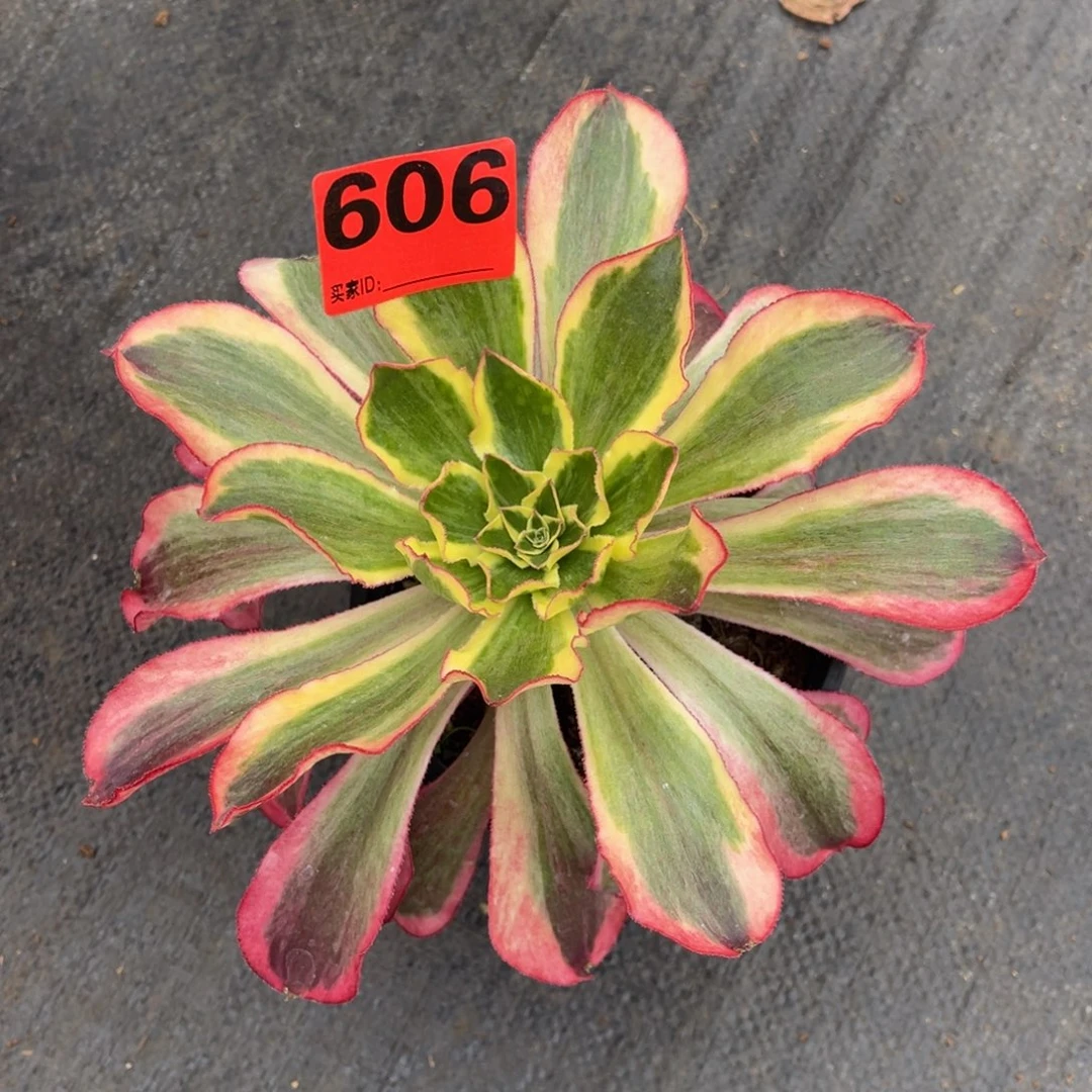 606多肉法师魅影