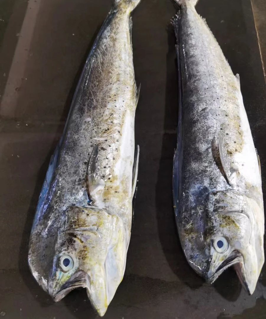 厚刀鱼   鱼干海味海产品