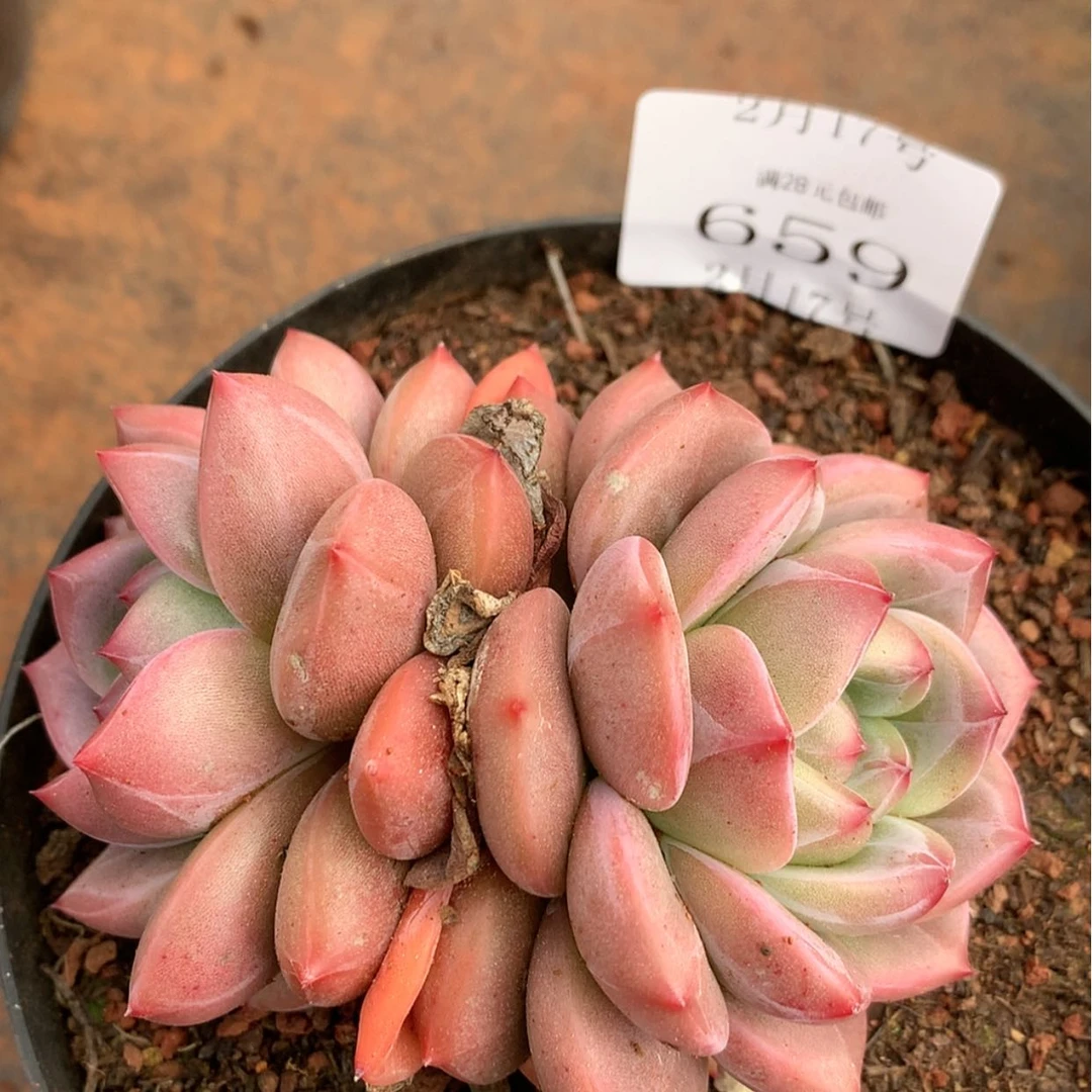 【闪购商品】云659