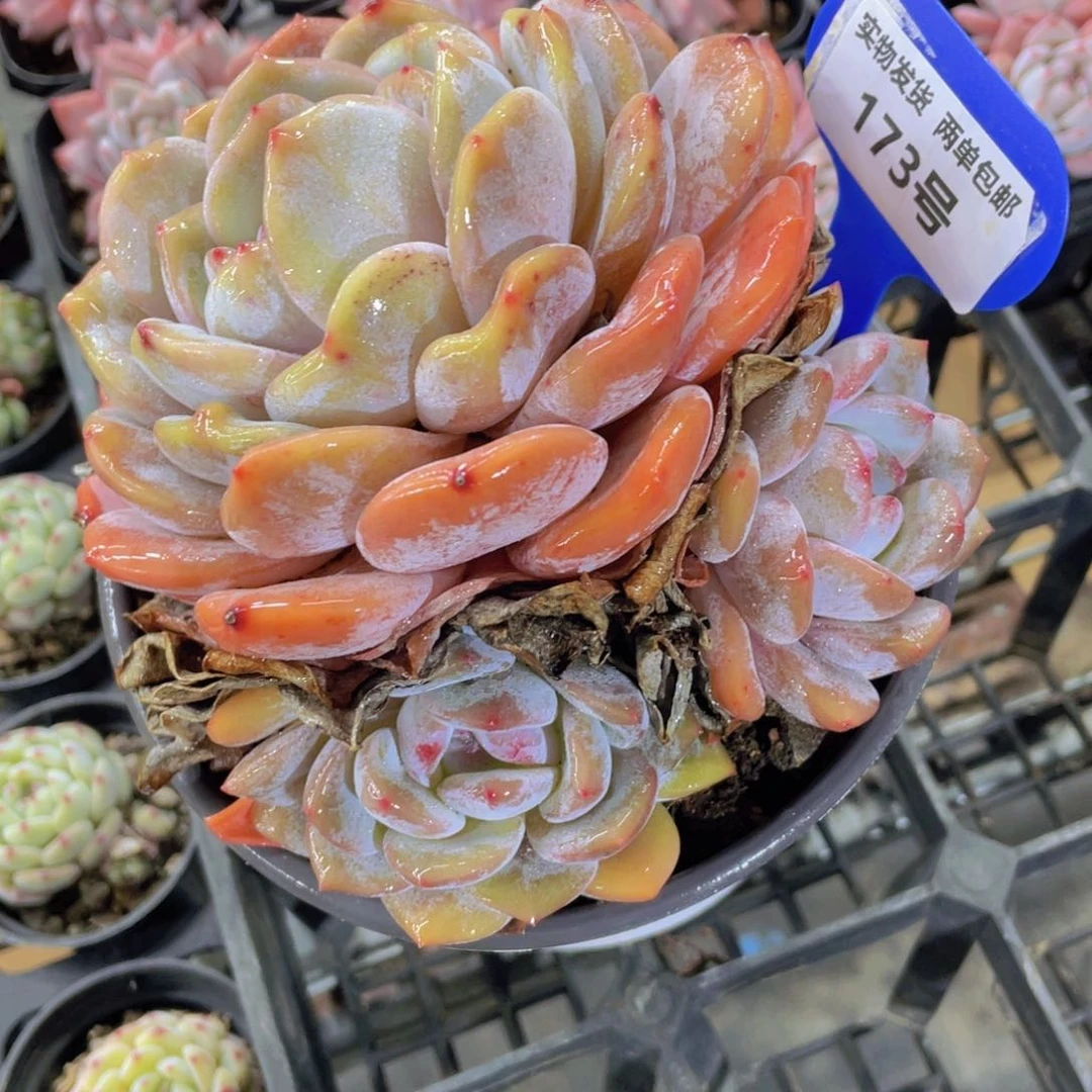 173号老桩母本大韩橙群一个