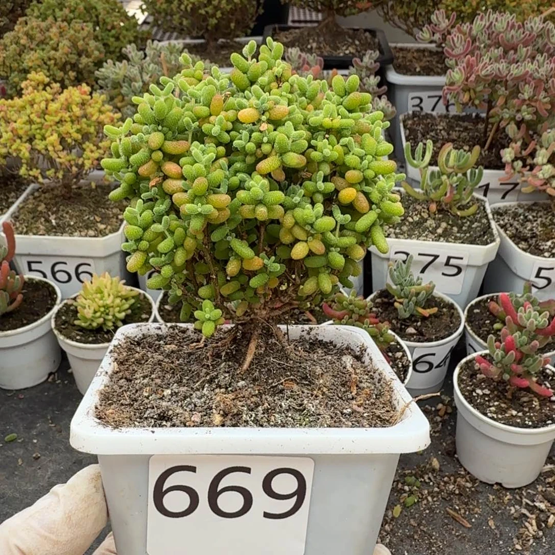 669金桔糖球一物一拍