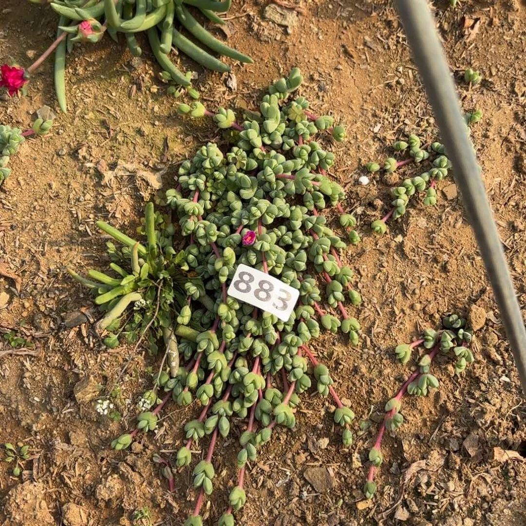 883碧玉莲多肉不包损