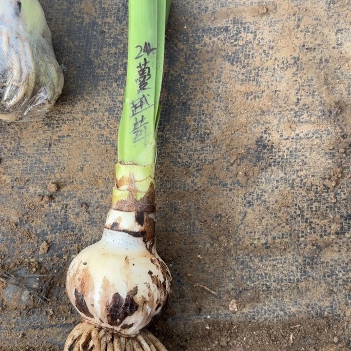 无花朵蔓越莓包对版福利