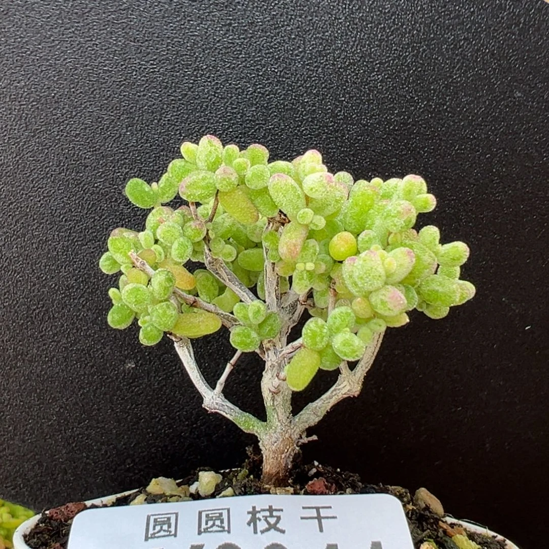 dy3941糖球白糊斑锦冠幅4.5cm