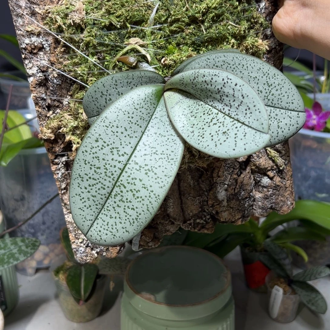 大部分花苞少量开放