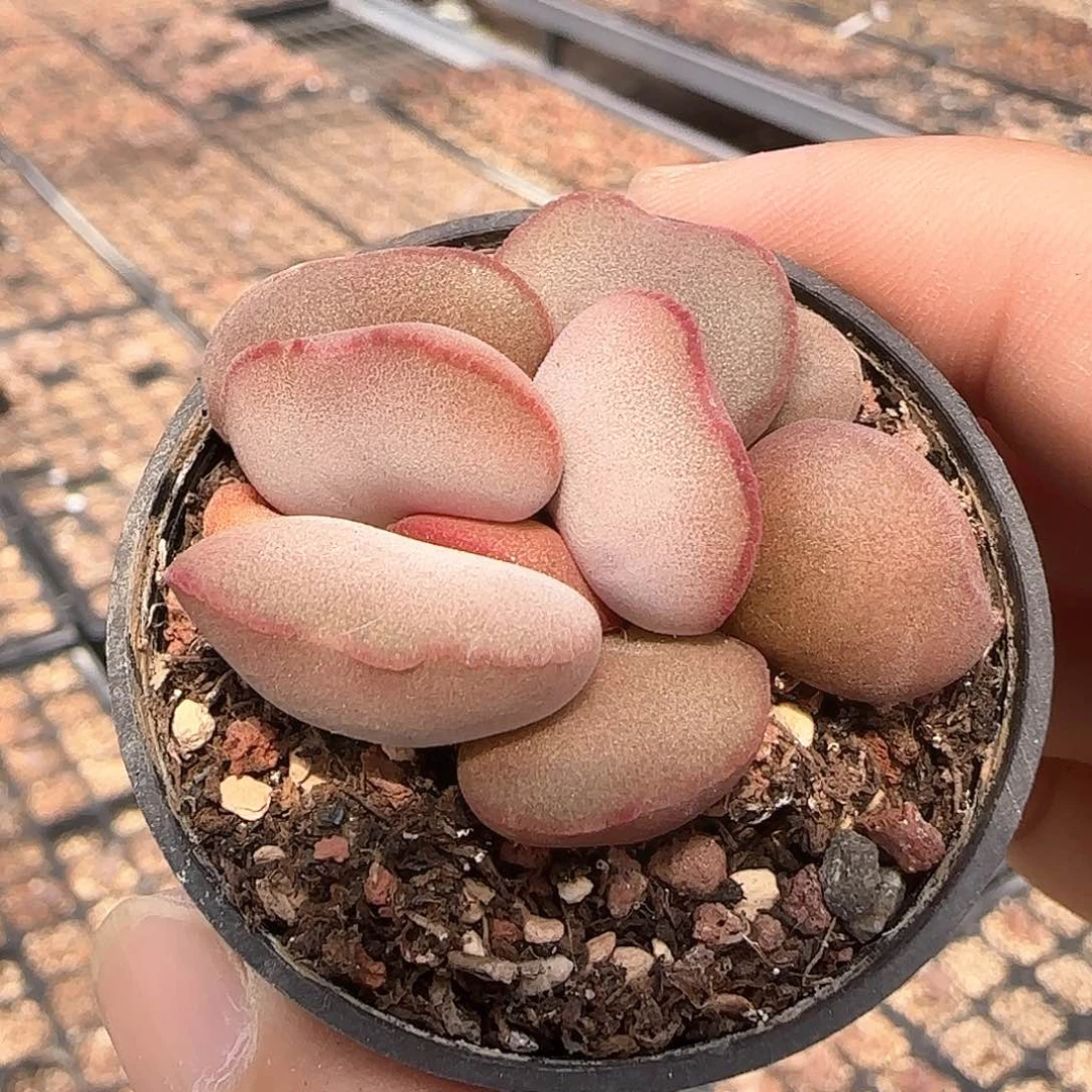 白肌红蛋多肉水泡