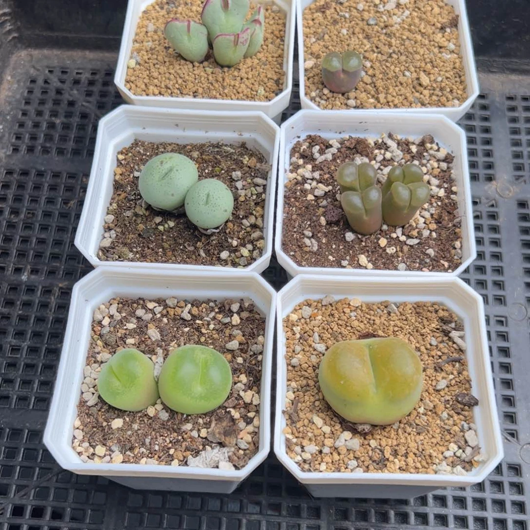 7.26清棚价多肉植物36