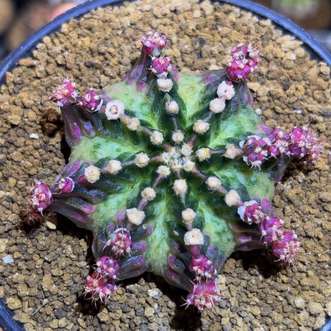 白海神锦 米哈仙人球