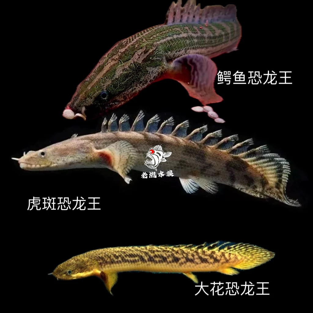 恐龙王鱼虎斑恐龙王鱼大花恐龙鱼活体热带鱼