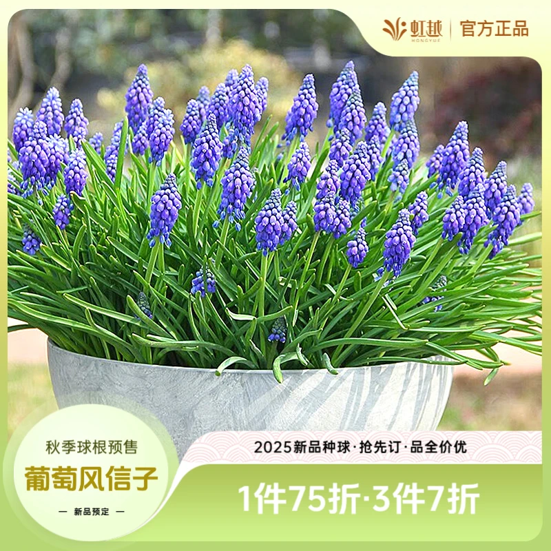 HONGYUE/虹越进口葡萄风信子多年生易养新手花园阳台耐寒球根现货