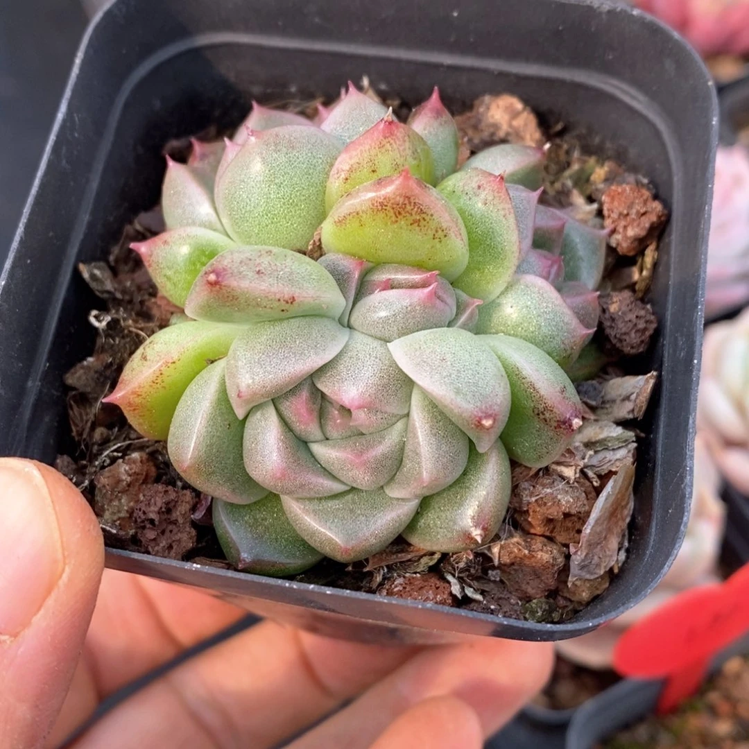 精品多肉一物一拍不包整164