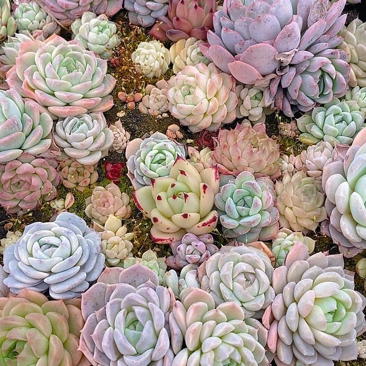 333 多肉植物盆栽花卉