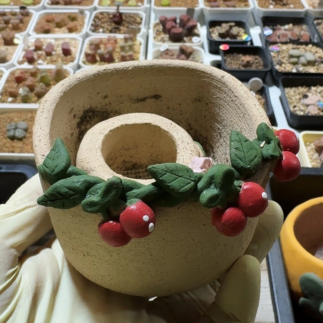 多肉植物福利花盆