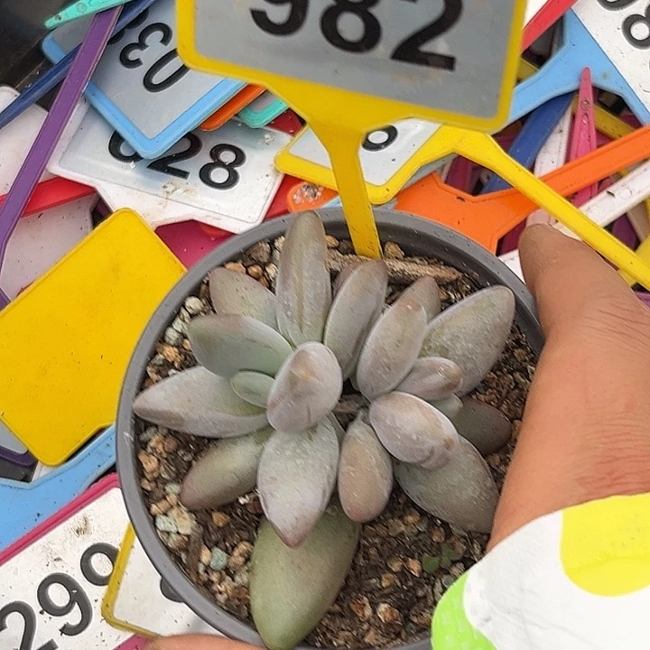 多肉植物企鹅群982