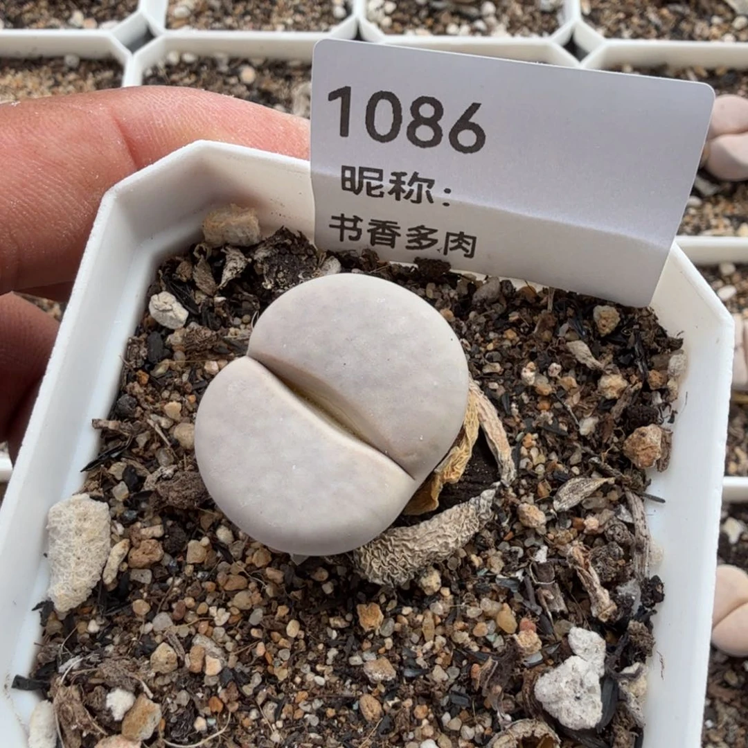 ?****i多肉植物多肉植物多肉植物