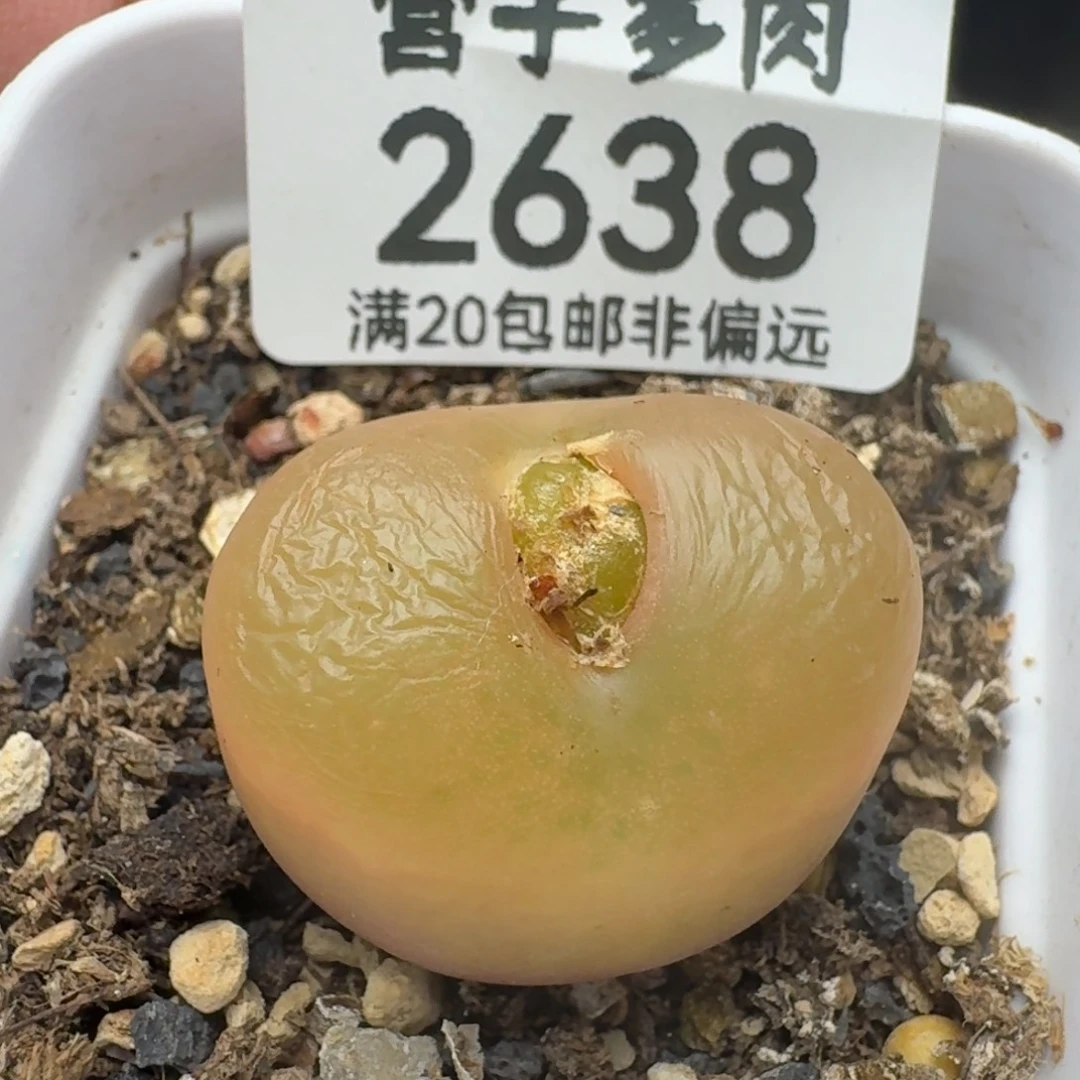 吕氏带盆土。