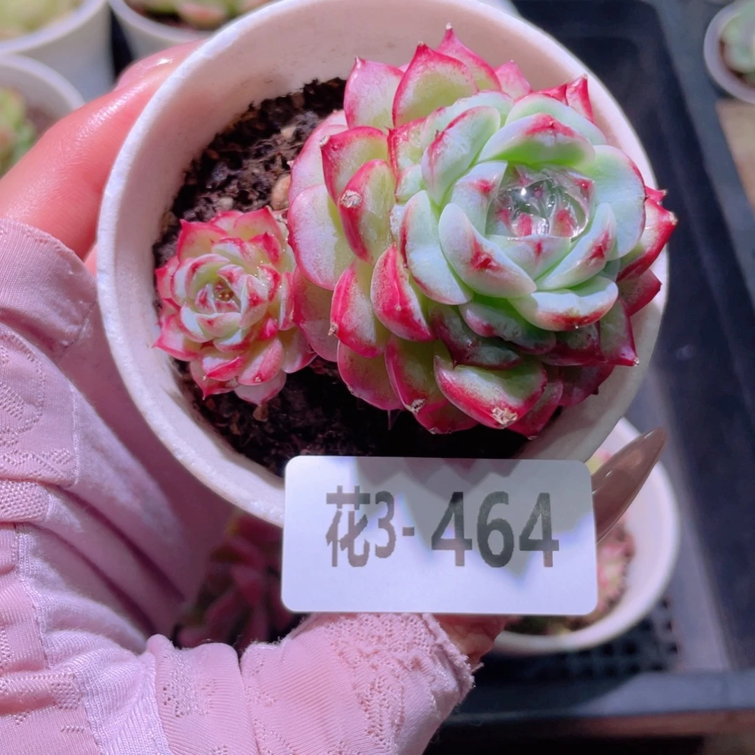 花利美3-464天鹅绒