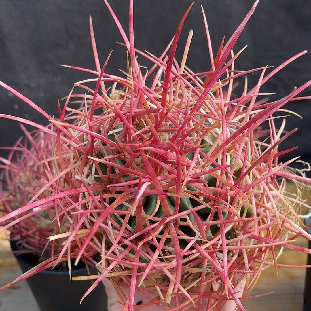 狂刺的大龙冠，刺长又密