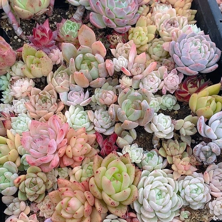 108 多肉植物盆栽花卉植物