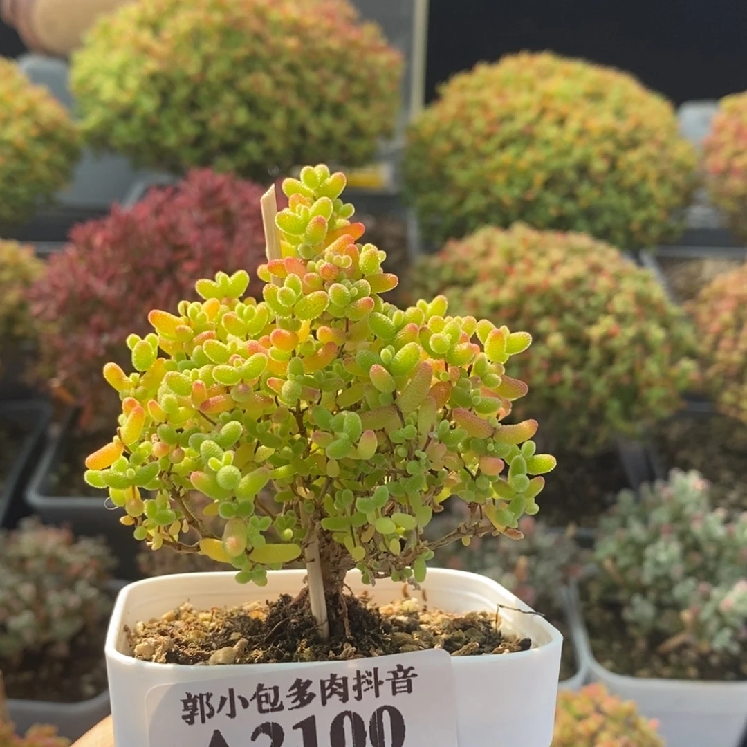 蜜橘糖球2100枝干番杏