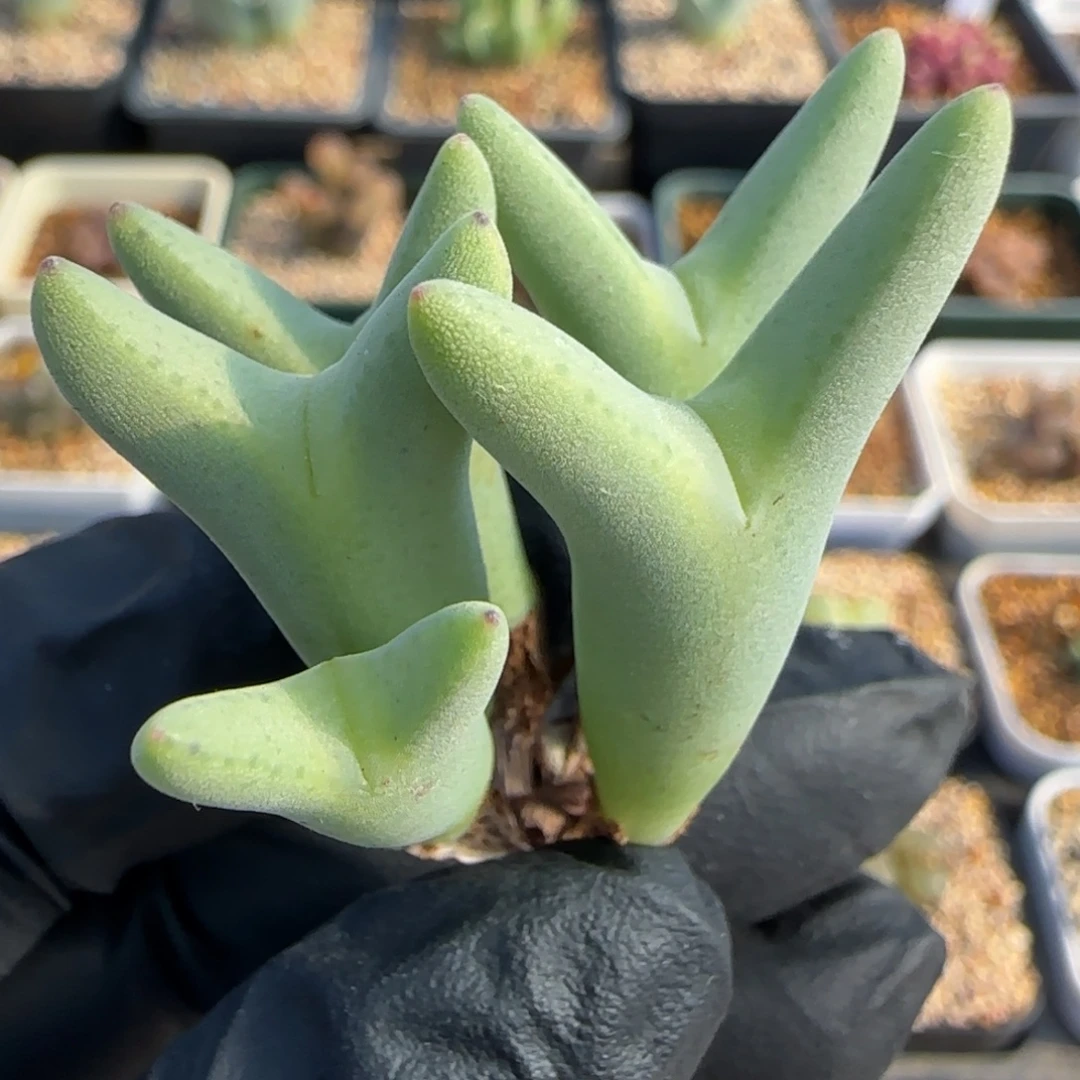 多肉植物毛皮卡8号