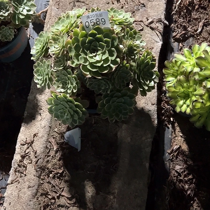 0589粉花妖多肉植物