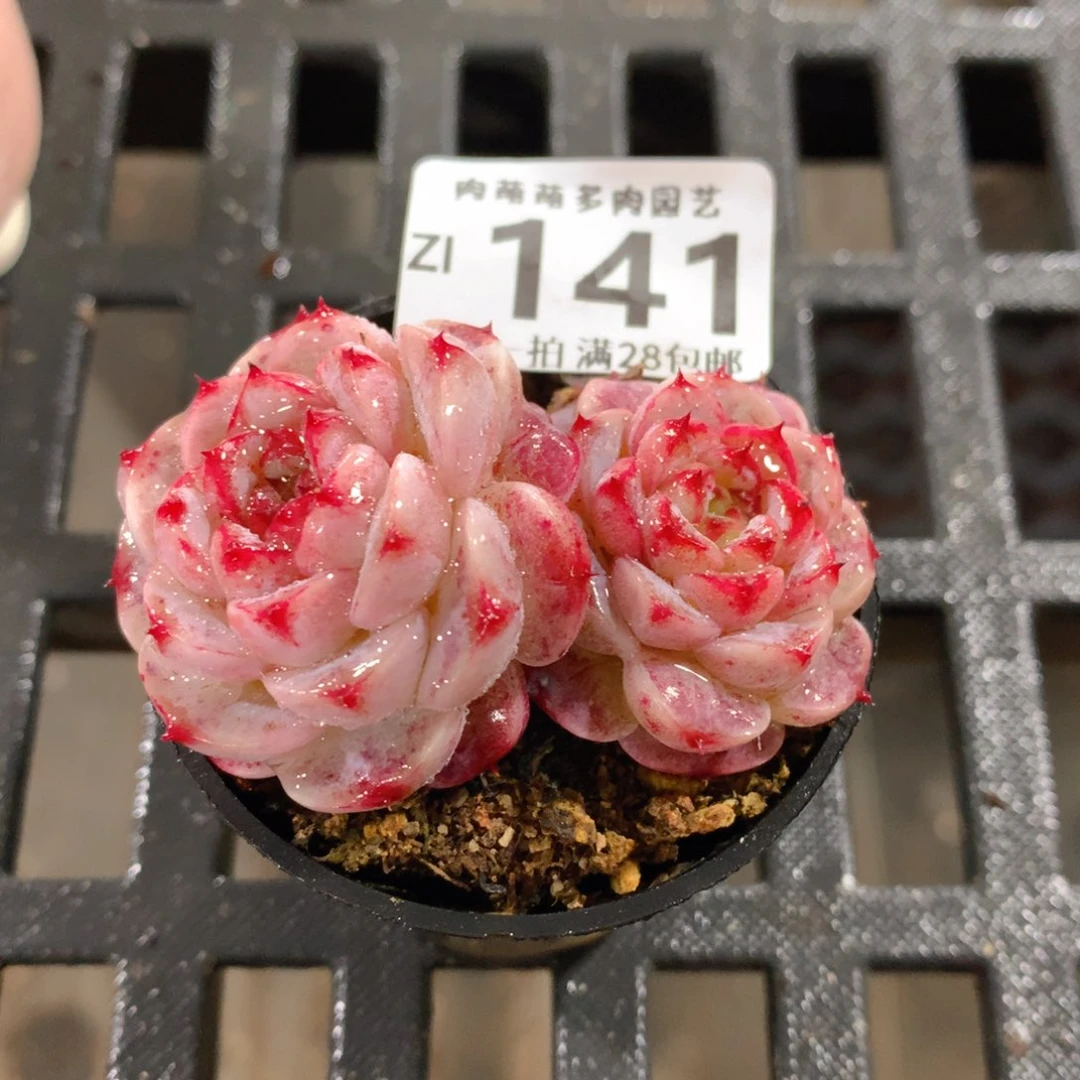 肉萌萌拇指盆精控多肉ZI141