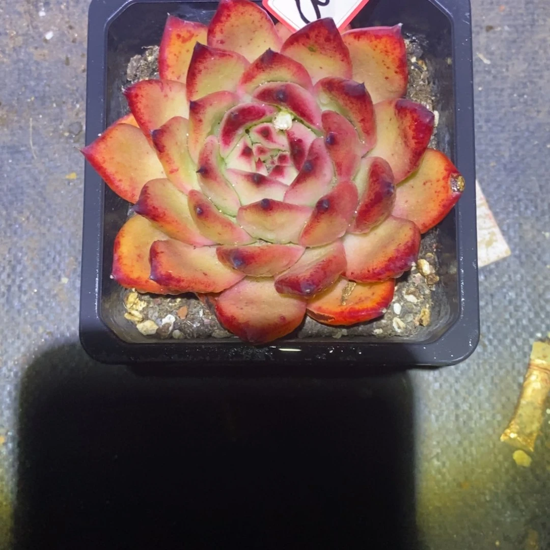 福利厚叶麦当娜a12