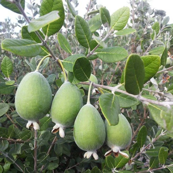 【嫁接菲油果安德烈盆苗】开花早 结果快 自花结实 易丰产