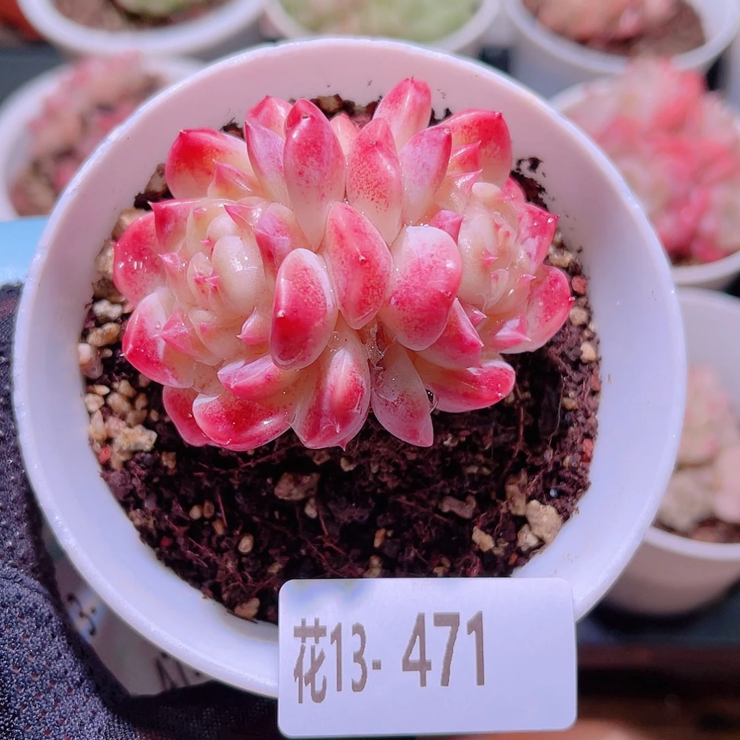 花利美13-471秘境冰魄