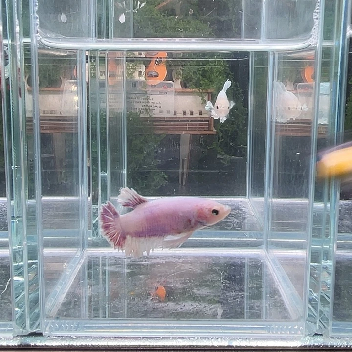 斗鱼听风观赏斗鱼