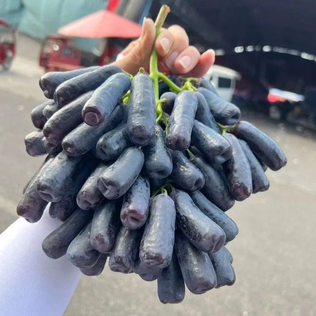 甄选蓝宝石葡萄黑提新鲜金手指无籽水果黑美人指孕妇水果夏黑葡萄