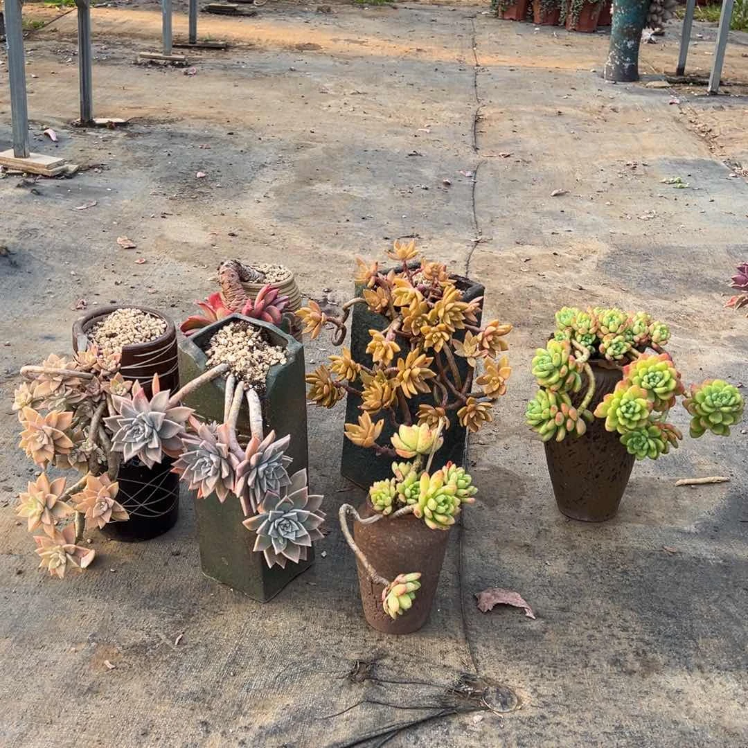 精品恋人加绮罗加冰月加明月加春萌加香格里拉打包 裸根