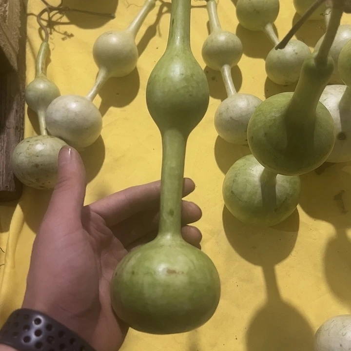 杨***)三庭文玩葫芦摆件