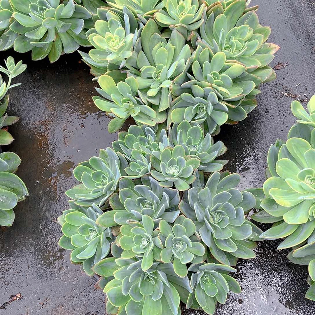 秋***和绮啰仙子多肉植物群2颗物流到付