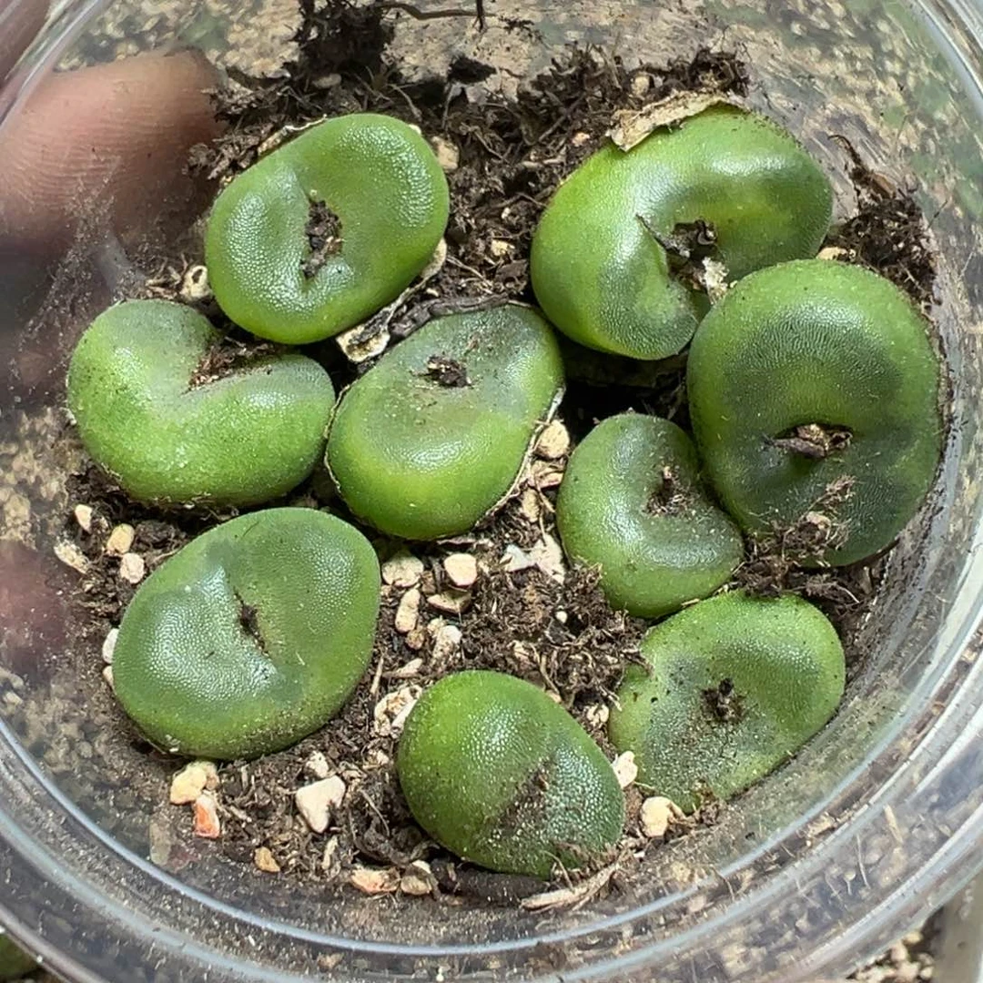 【闪购商品】 860。