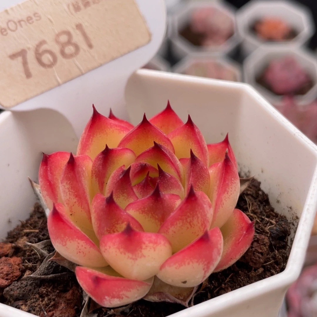 月亮石7681-4.0厘米