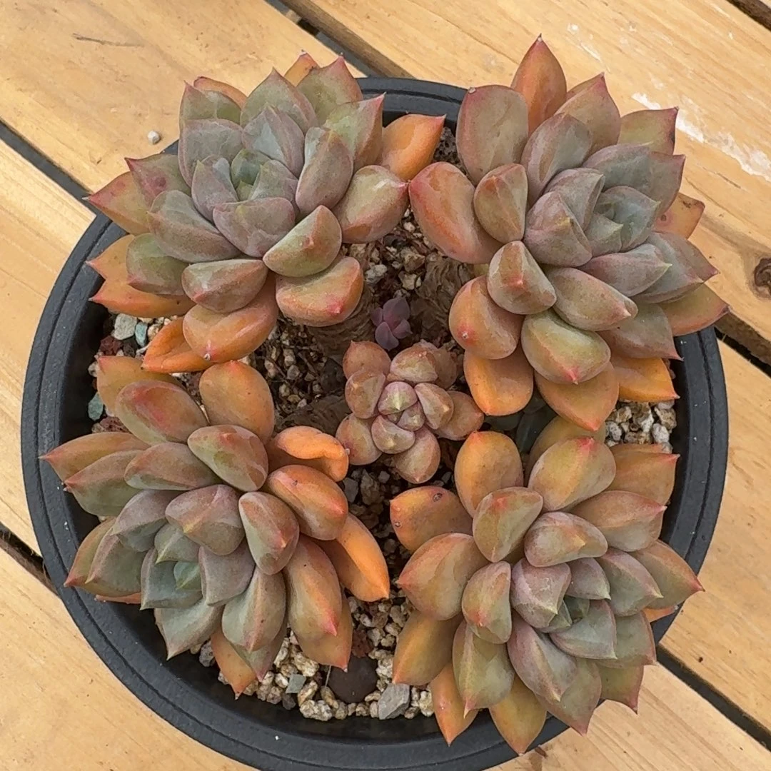 无花朵红象牙群生一物一拍