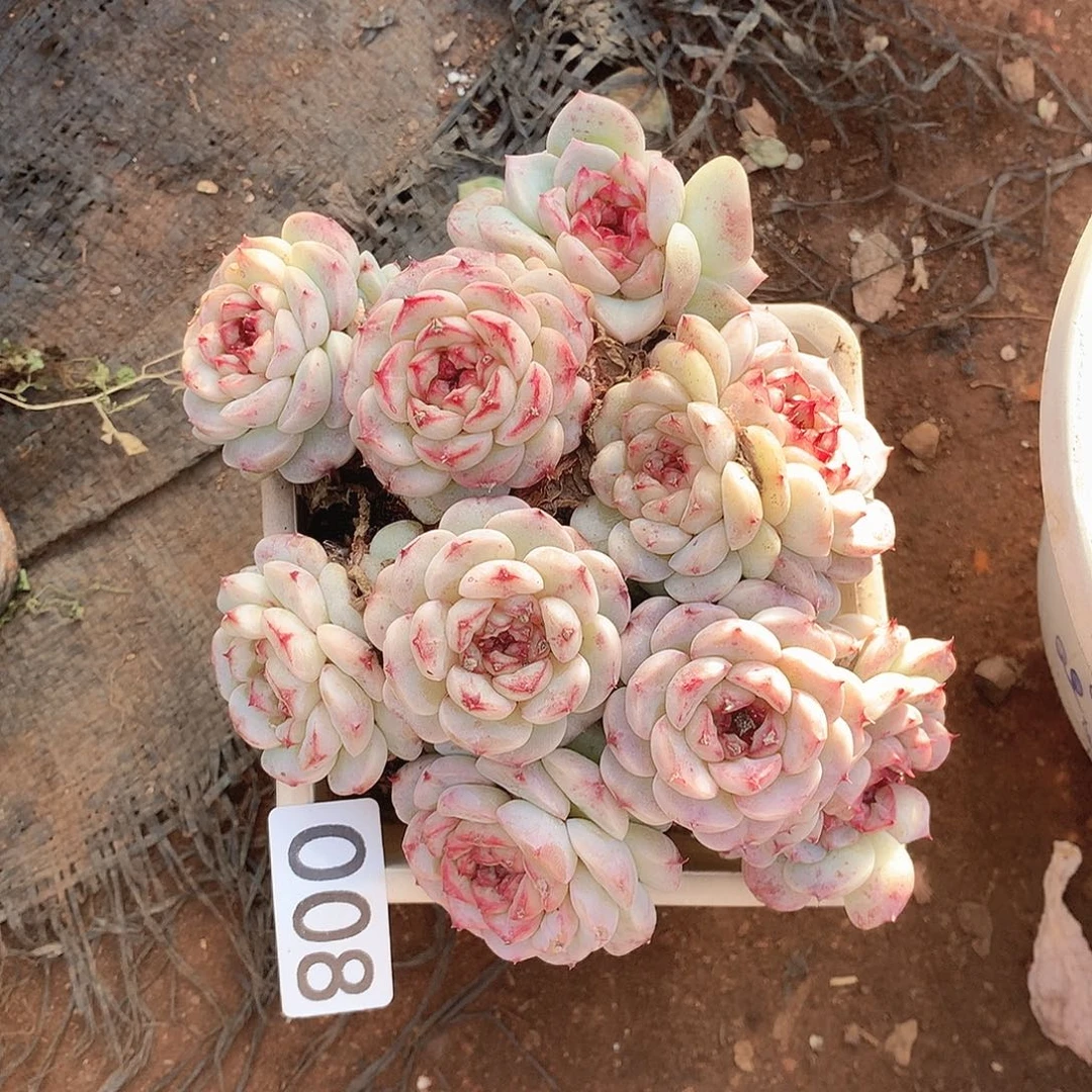 008天鹅绒一物一拍多肉