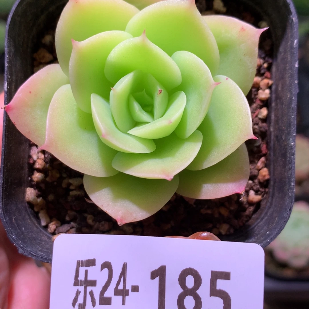 乐然24-185 柠檬酸橙