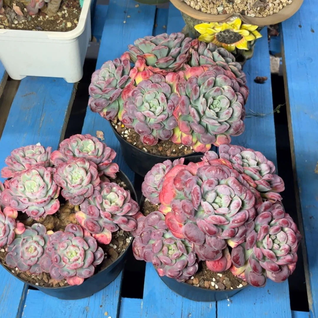 小雨多肉群生雨滴