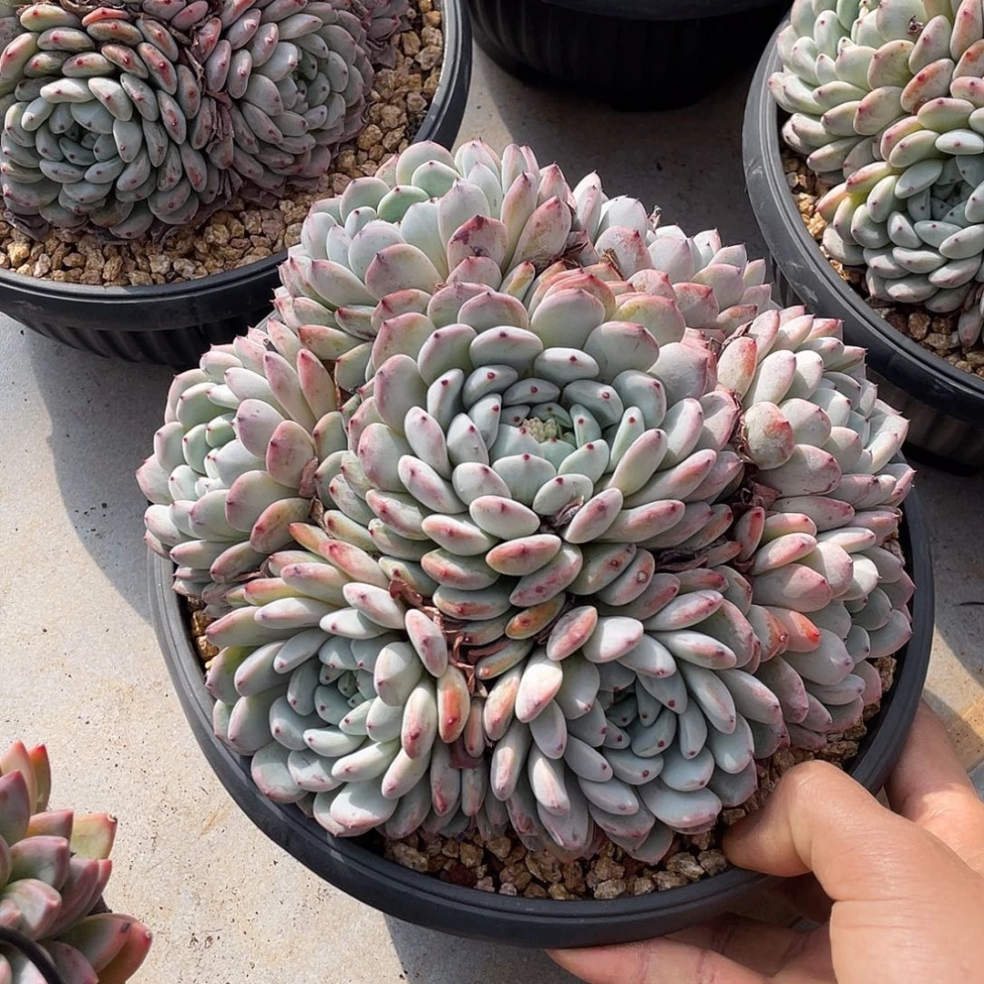 雪爪精控手捧花23厘米可挑