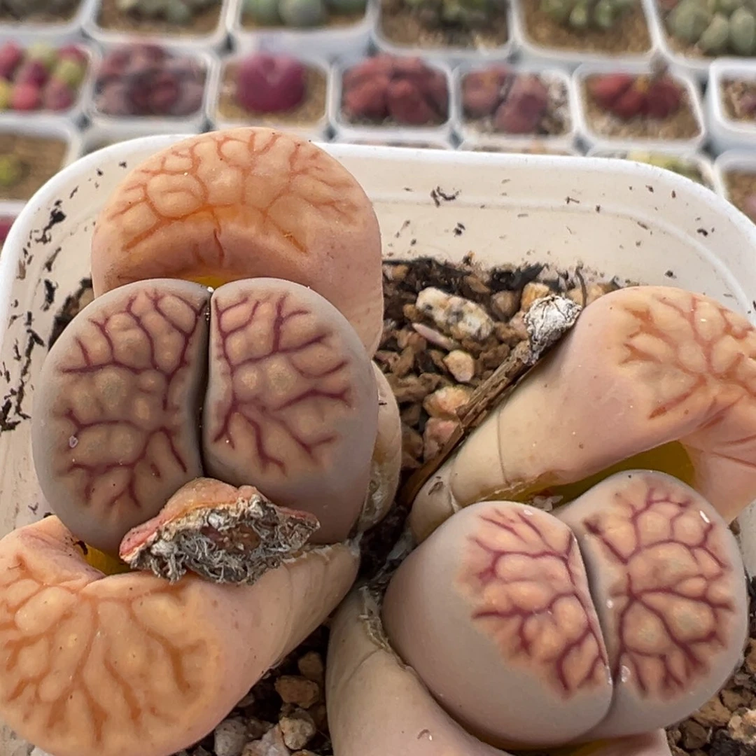 77多肉植物百科知识