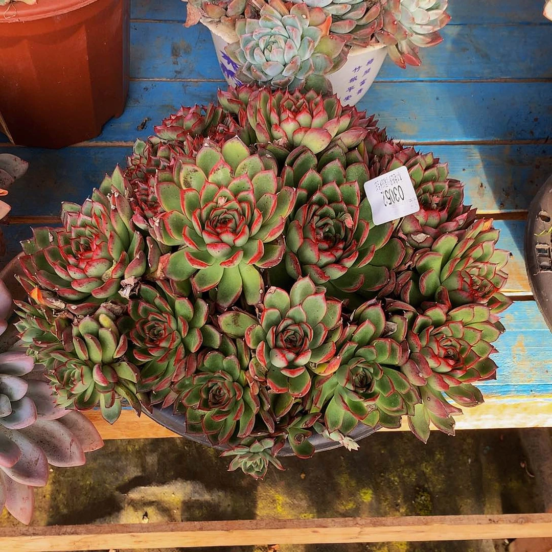 暮***雨     萤火虫多肉03052