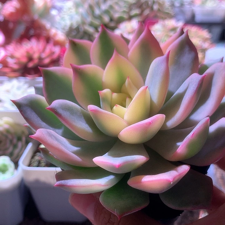 粉艾丽宽锦覆轮锦有根