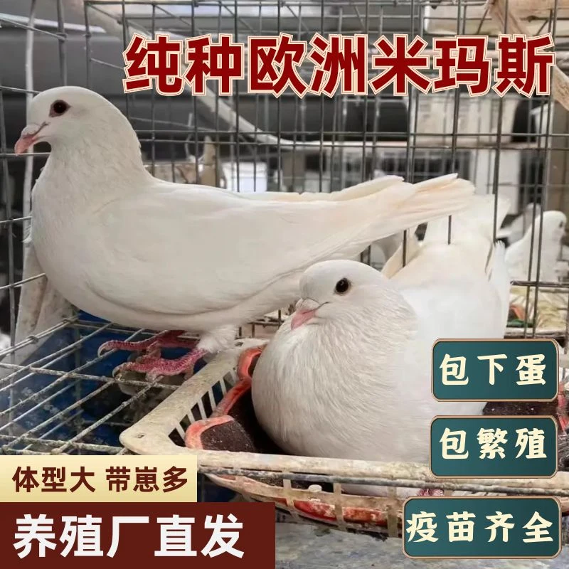 纯种欧洲米玛斯种鸽鸽子窝草窝