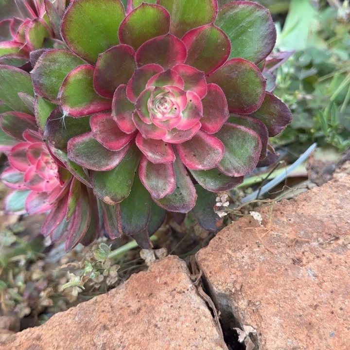 桃花坞砍头啊啊啊啊