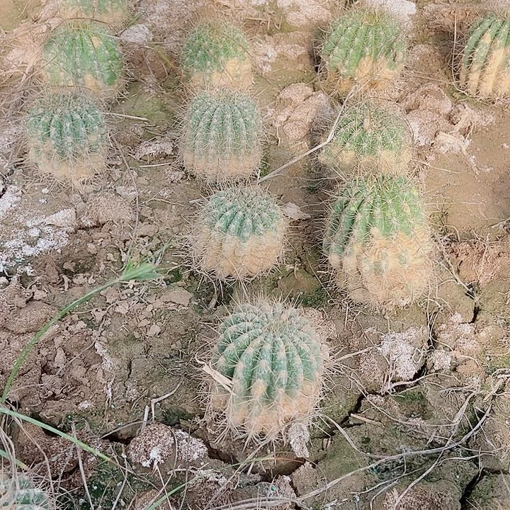 毛花柱  威尔刚带根  10公分左右   瑕疵